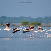 Phoenicopterus roseus Pallas, 1811